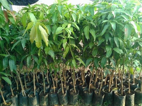 থ্রি টেস্ট আম গাছের চারা | three taste mango plant | premium multi flavor mango tree থ্রি টেস্ট আম গাছের চারা | three taste mango plant | premium multi flavor mango tree