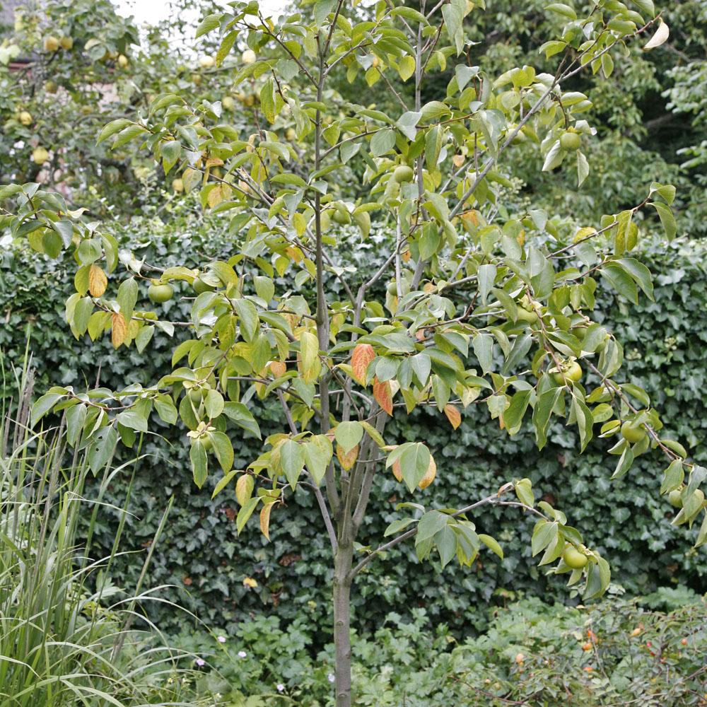 পার্সিমন গাছের চারা | persimmon plant | japanese khormalu fruit tree in bangladesh পার্সিমন গাছের চারা | persimmon plant | japanese khormalu fruit tree in bangladesh