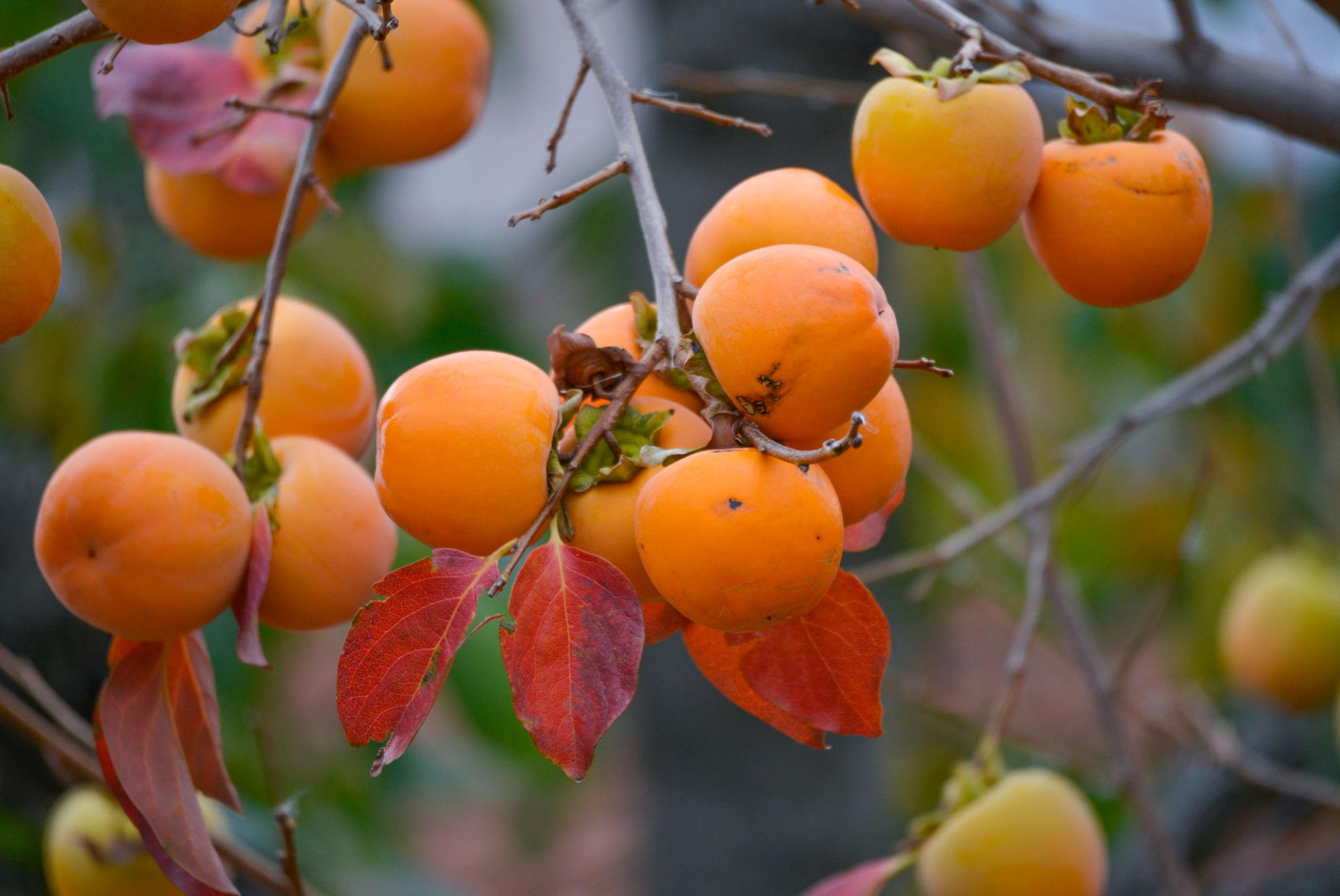 পার্সিমন গাছের চারা | persimmon plant | japanese khormalu fruit tree in bangladesh পার্সিমন গাছের চারা | persimmon plant | japanese khormalu fruit tree in bangladesh