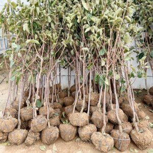 পার্সিমন গাছের চারা | persimmon plant | japanese khormalu fruit tree in bangladesh