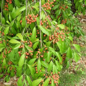 পিনাট বাটার গাছের চারা | peanut butter fruit plant | exotic fruit tree in bangladesh