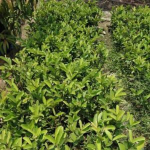 বারি ১৩ পেয়ারা গাছের চারা | bari 13 guava plant | high yield guava variety in bangladesh