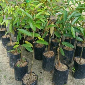 ব্রুনাই কিং ডুরিয়ান গাছের চারা | brunei king durian plant | premium exotic fruit tree in bangladesh