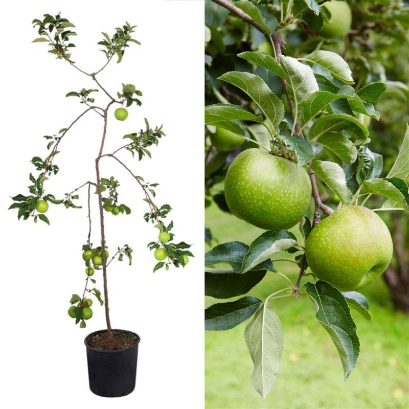 ভেনিসন আপেল গাছের চারা | venus apple plant | premium apple variety tree in bangladesh ভেনিসন আপেল গাছের চারা | venus apple plant | premium apple variety tree in bangladesh