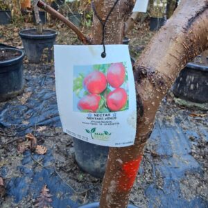 Home ভেনিসন আপেল গাছের চারা | venus apple plant | premium apple variety tree in bangladesh