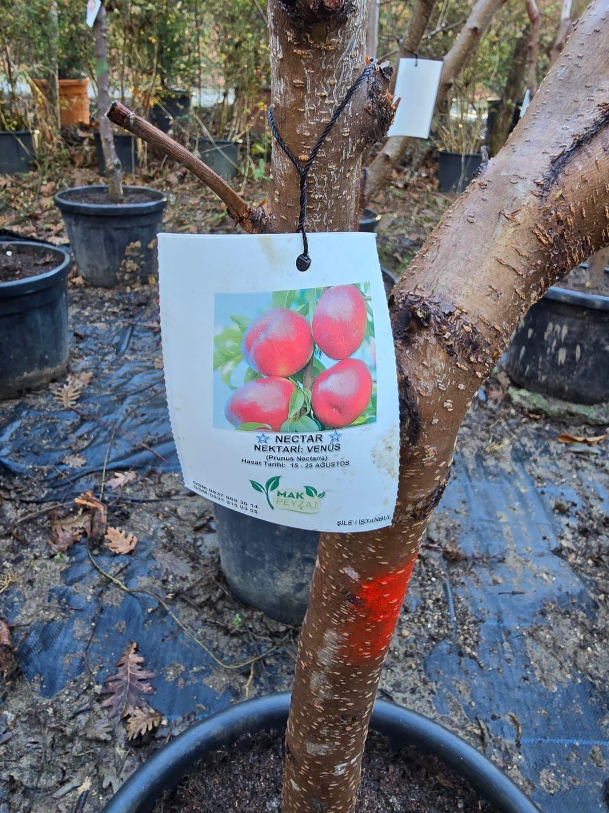 ভেনিসন আপেল গাছের চারা | venus apple plant | premium apple variety tree in bangladesh ভেনিসন আপেল গাছের চারা | venus apple plant | premium apple variety tree in bangladesh