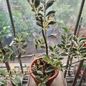 ভেরিগেট পেয়ারা গাছের চারা | variegated guava plant | ornamental & fruit plant in bangladesh