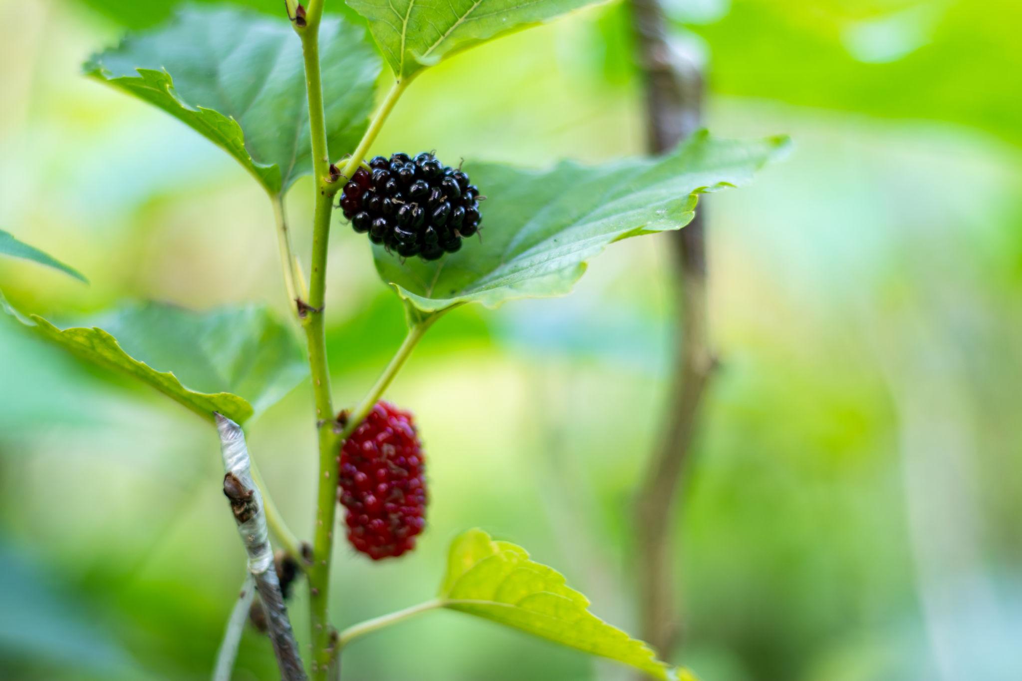 মালবেরি গাছের চারা | mulberry plant | premium berry fruit tree in bangladesh মালবেরি গাছের চারা | mulberry plant | premium berry fruit tree in bangladesh