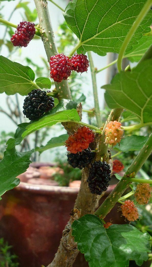মালবেরি গাছের চারা | mulberry plant | premium berry fruit tree in bangladesh মালবেরি গাছের চারা | mulberry plant | premium berry fruit tree in bangladesh