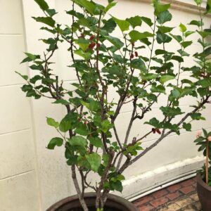 মালবেরি গাছের চারা | mulberry plant | premium berry fruit tree in bangladesh