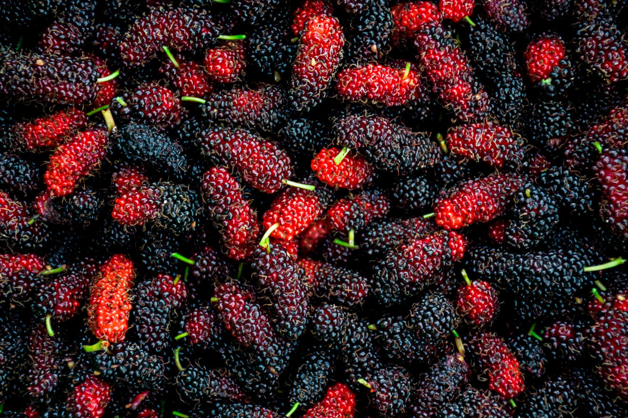মালবেরি গাছের চারা | mulberry plant | premium berry fruit tree in bangladesh মালবেরি গাছের চারা | mulberry plant | premium berry fruit tree in bangladesh
