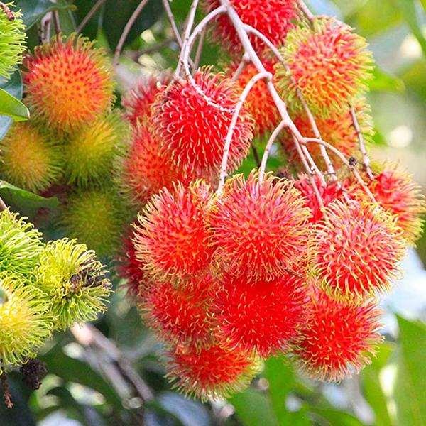 রাম্বুটান কলম | rambutan grafted plant (premium fruiting variety) রাম্বুটান কলম | rambutan grafted plant (premium fruiting variety)