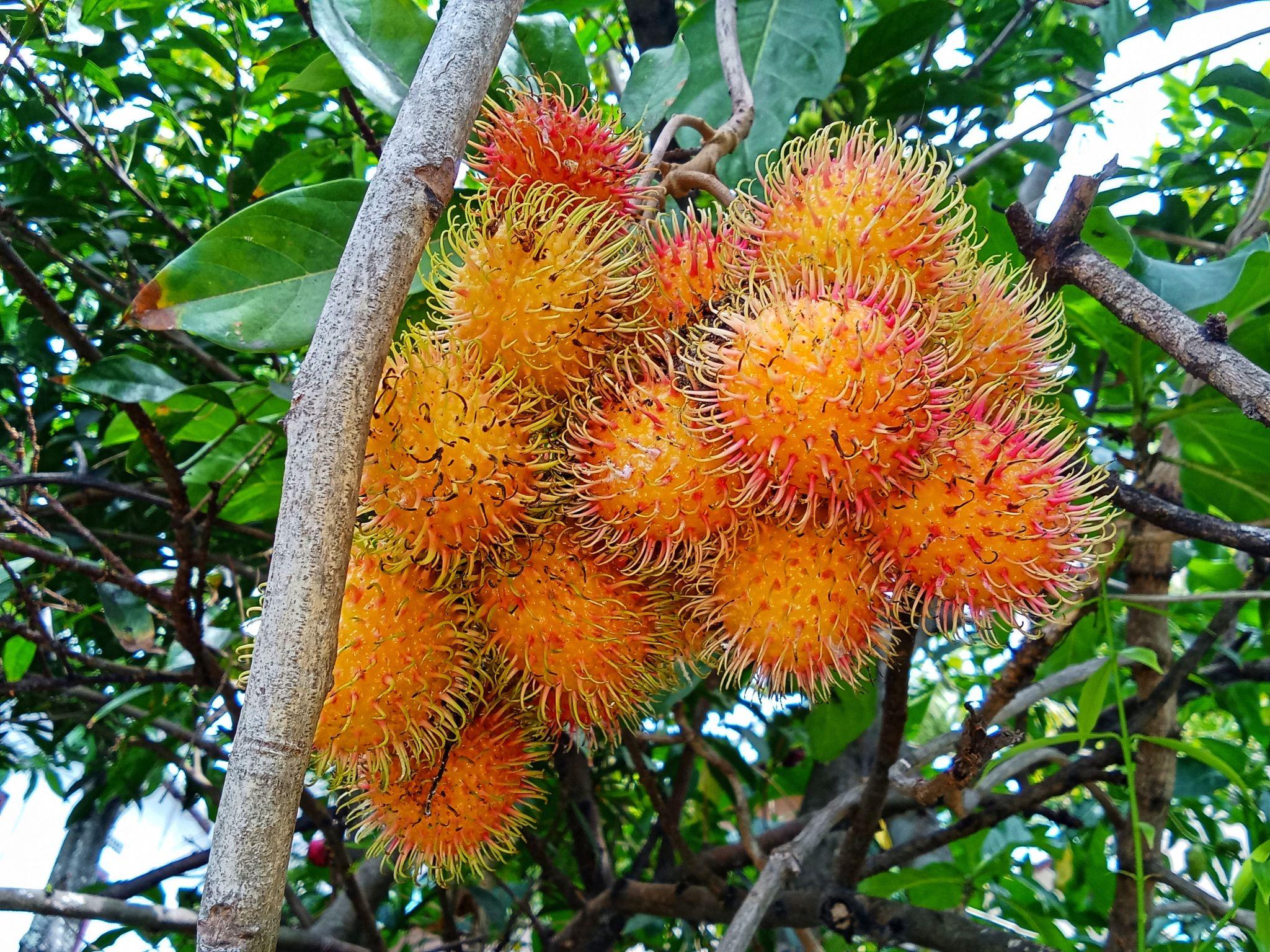 রাম্বুটান কলম | rambutan grafted plant (premium fruiting variety) রাম্বুটান কলম | rambutan grafted plant (premium fruiting variety)