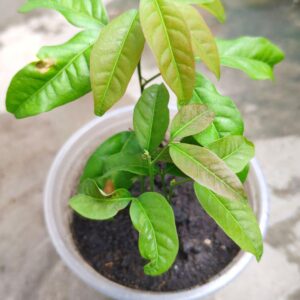 রাম্বুটান কলম | rambutan grafted plant (premium fruiting variety)