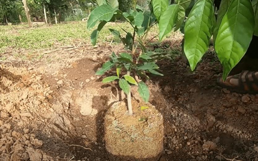 রাম্বুটান কলম | rambutan grafted plant (premium fruiting variety) রাম্বুটান কলম | rambutan grafted plant (premium fruiting variety)