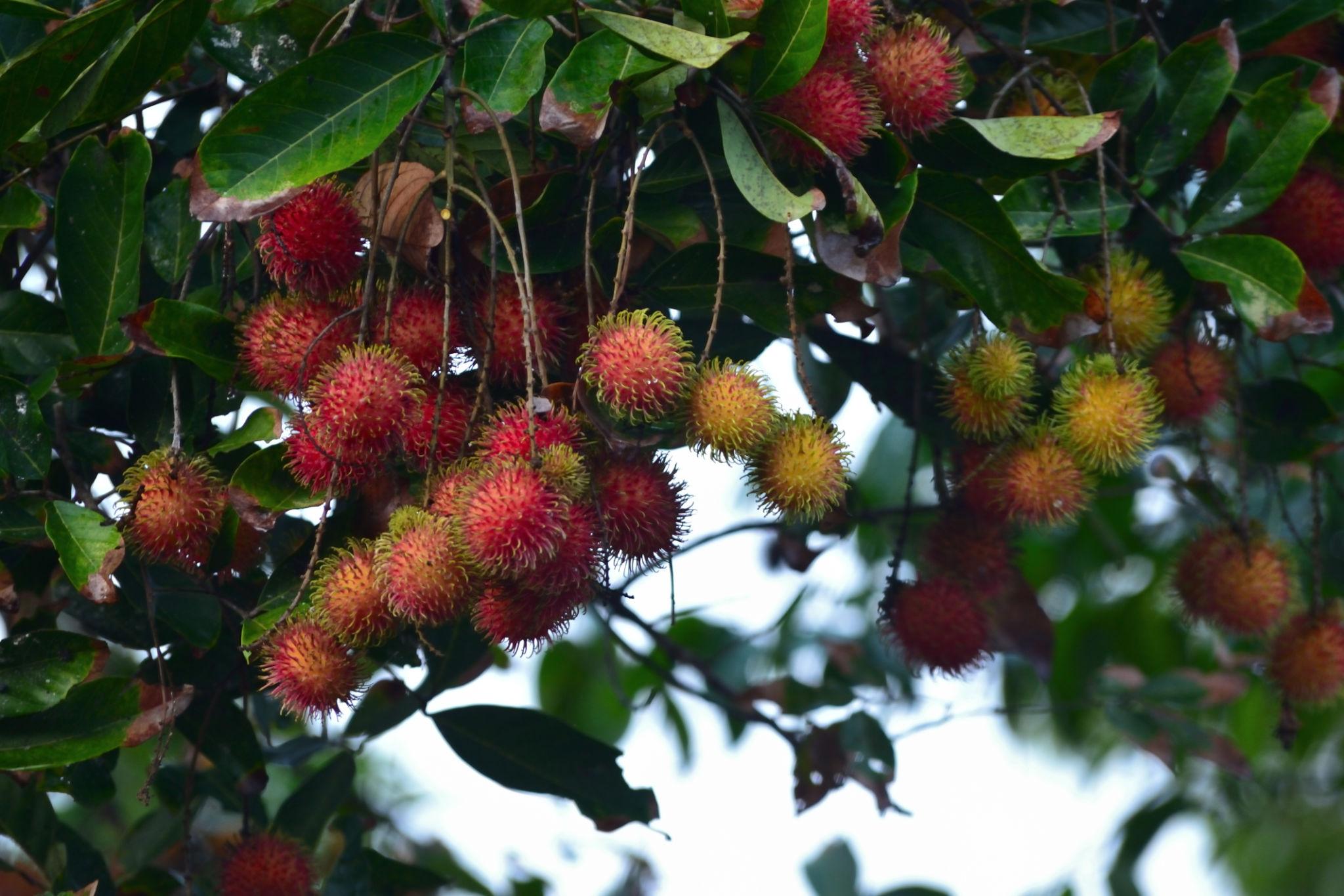 রাম্বুটান কলম | rambutan grafted plant (premium fruiting variety) রাম্বুটান কলম | rambutan grafted plant (premium fruiting variety)