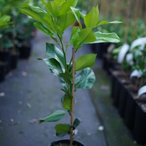 রেড পামেলা গাছের চারা | red pomelo grafted plant | premium citrus fruit tree in bangladesh