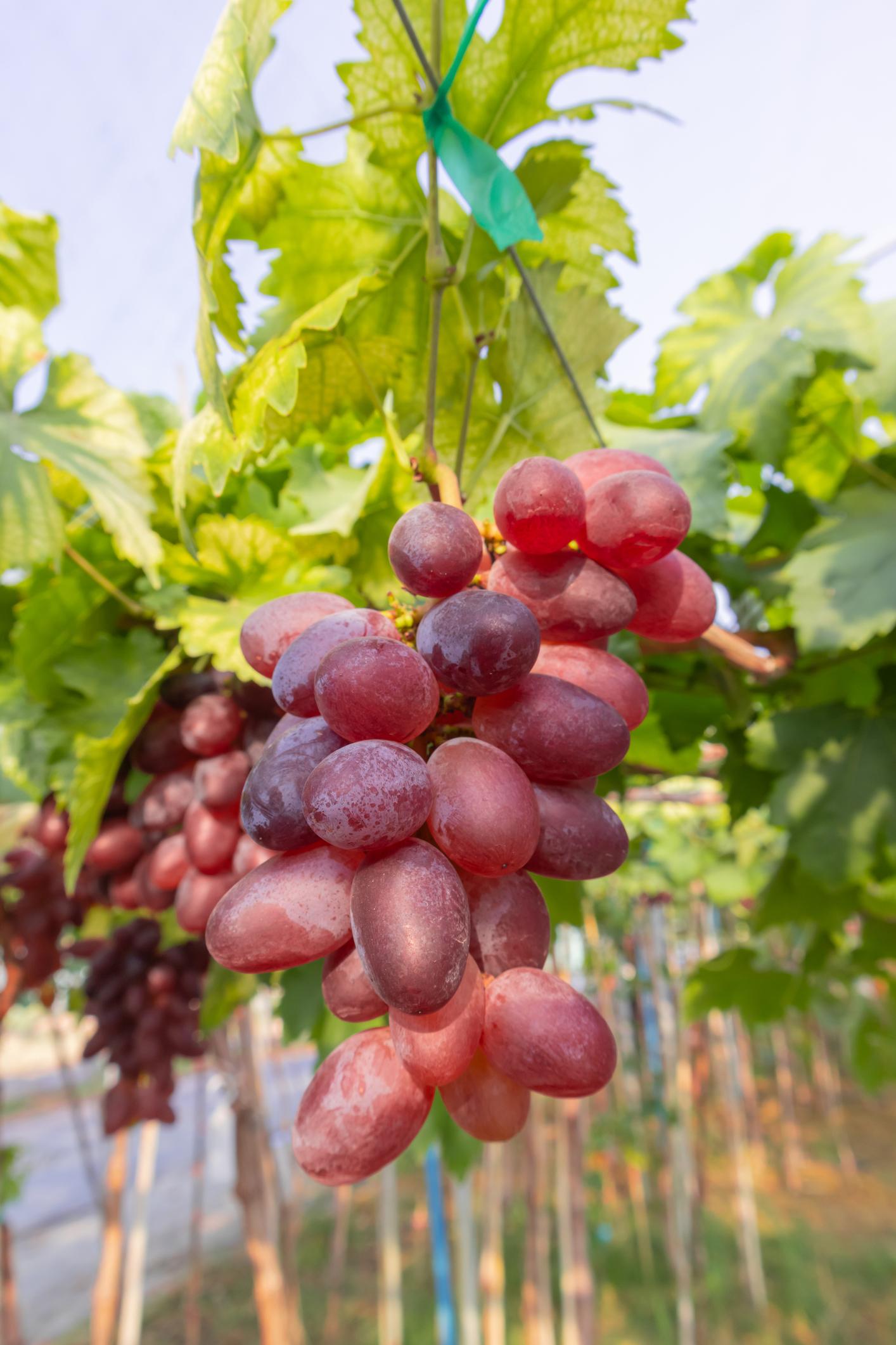 লাল আঙ্গুর গাছের চারা | red grape plant | premium table grape vine in bangladesh লাল আঙ্গুর গাছের চারা | red grape plant | premium table grape vine in bangladesh