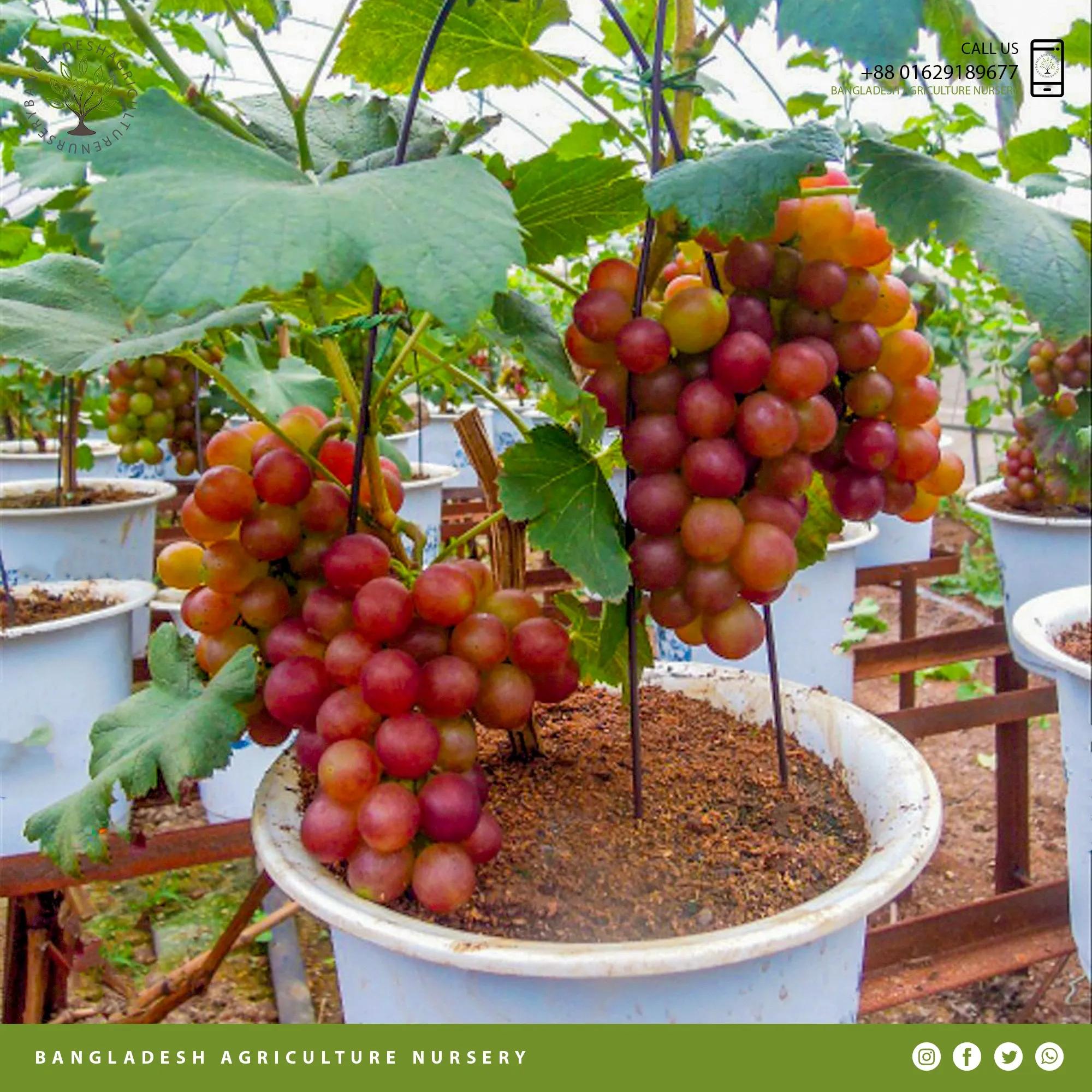 লাল আঙ্গুর গাছের চারা | red grape plant | premium table grape vine in bangladesh লাল আঙ্গুর গাছের চারা | red grape plant | premium table grape vine in bangladesh