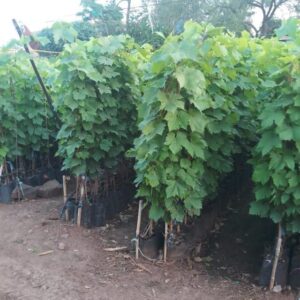 লাল আঙ্গুর গাছের চারা | red grape plant | premium table grape vine in bangladesh