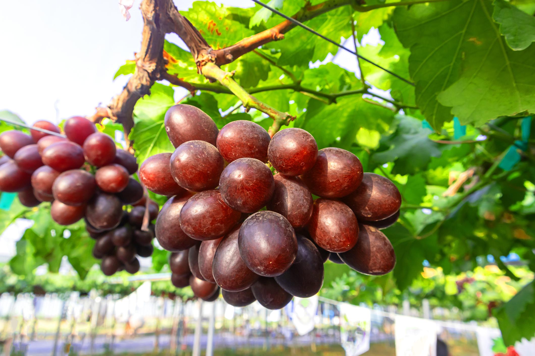 লাল আঙ্গুর গাছের চারা | red grape plant | premium table grape vine in bangladesh লাল আঙ্গুর গাছের চারা | red grape plant | premium table grape vine in bangladesh