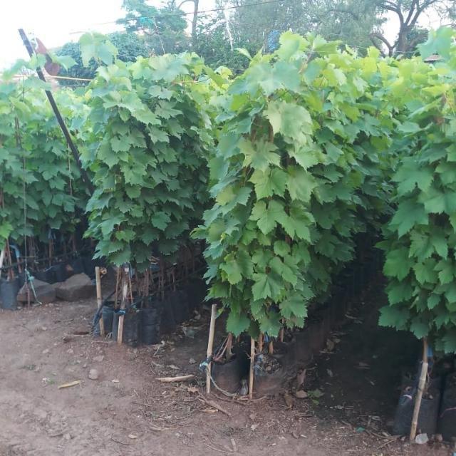 লাল আঙ্গুর গাছের চারা | red grape plant | premium table grape vine in bangladesh লাল আঙ্গুর গাছের চারা | red grape plant | premium table grape vine in bangladesh