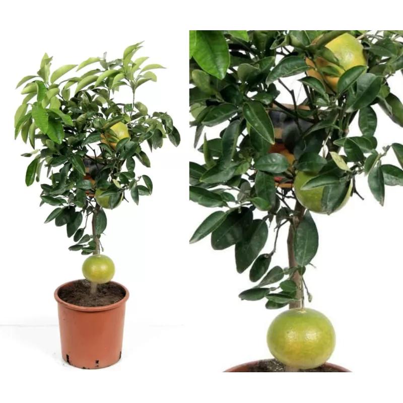 লাল জাম্বুরা গাছের চারা | red pomelo plant | premium citrus fruit tree in bangladesh লাল জাম্বুরা গাছের চারা | red pomelo plant | premium citrus fruit tree in bangladesh
