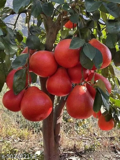 লাল জাম্বুরা গাছের চারা | red pomelo plant | premium citrus fruit tree in bangladesh লাল জাম্বুরা গাছের চারা | red pomelo plant | premium citrus fruit tree in bangladesh
