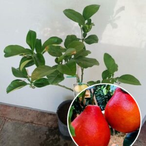 লাল জাম্বুরা গাছের চারা | red pomelo plant | premium citrus fruit tree in bangladesh