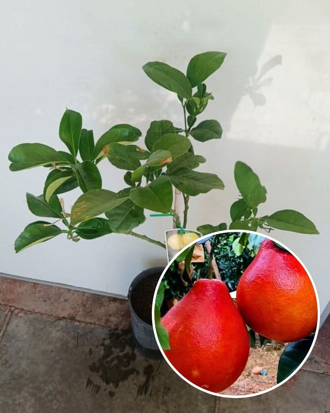 লাল জাম্বুরা গাছের চারা | red pomelo plant | premium citrus fruit tree in bangladesh লাল জাম্বুরা গাছের চারা | red pomelo plant | premium citrus fruit tree in bangladesh