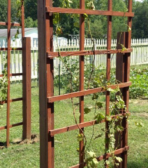 সবুজ আঙ্গুর গাছের চারা | green grape plant | premium seedless table grape vine in bangladesh সবুজ আঙ্গুর গাছের চারা | green grape plant | premium seedless table grape vine in bangladesh