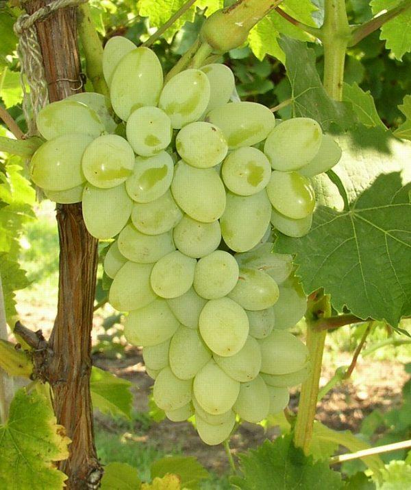 সবুজ আঙ্গুর গাছের চারা | green grape plant | premium seedless table grape vine in bangladesh সবুজ আঙ্গুর গাছের চারা | green grape plant | premium seedless table grape vine in bangladesh