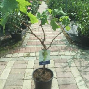সবুজ আঙ্গুর গাছের চারা | green grape plant | premium seedless table grape vine in bangladesh