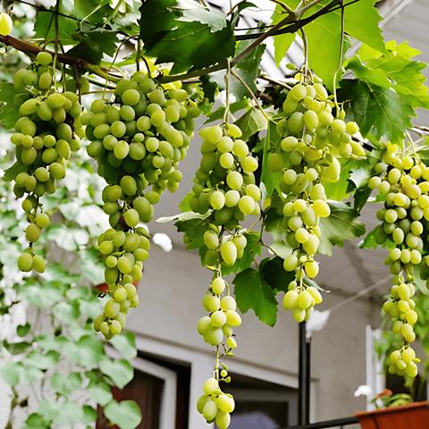 সবুজ আঙ্গুর গাছের চারা | green grape plant | premium seedless table grape vine in bangladesh সবুজ আঙ্গুর গাছের চারা | green grape plant | premium seedless table grape vine in bangladesh