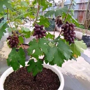 সিডলেস আঙ্গুর গাছের চারা | seedless grape plant | premium grapevine in bangladesh