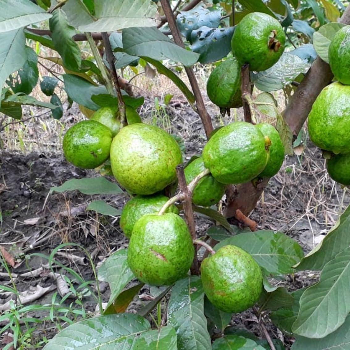 সিডলেস পেয়ারা গাছের চারা | seedless guava plant | premium high yield guava in bangladesh সিডলেস পেয়ারা গাছের চারা | seedless guava plant | premium high yield guava in bangladesh