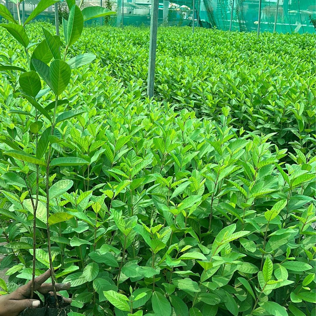 সিডলেস পেয়ারা গাছের চারা | seedless guava plant | premium high yield guava in bangladesh সিডলেস পেয়ারা গাছের চারা | seedless guava plant | premium high yield guava in bangladesh