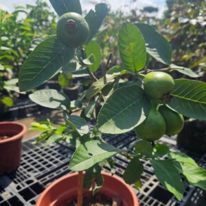 সিডলেস পেয়ারা গাছের চারা | seedless guava plant | premium high yield guava in bangladesh