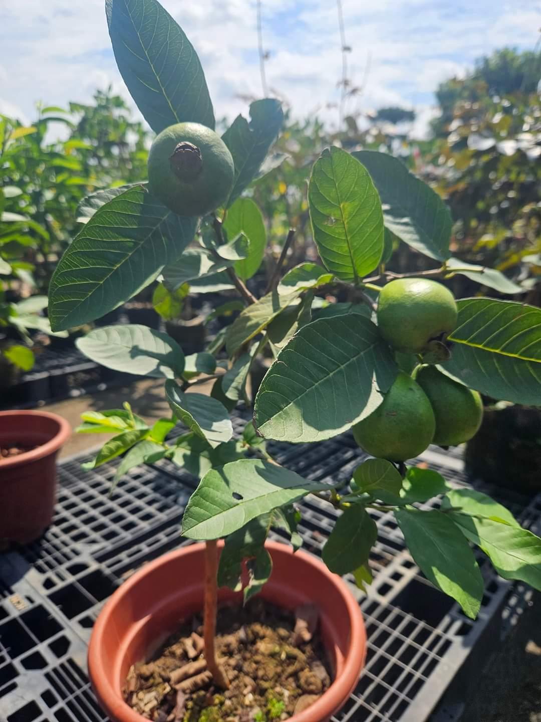 সিডলেস পেয়ারা গাছের চারা | seedless guava plant | premium high yield guava in bangladesh সিডলেস পেয়ারা গাছের চারা | seedless guava plant | premium high yield guava in bangladesh