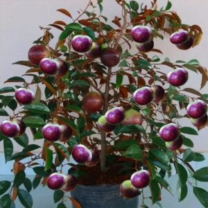 স্টার আপেল গাছের চারা | star apple plant | exotic tropical fruit tree in bangladesh