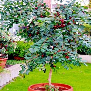 স্ট্রবেরী পেয়ারা গাছের চারা | strawberry guava plant | exotic guava tree in bangladesh