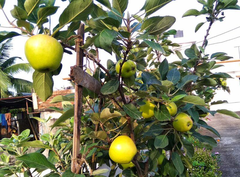 হরিমন ৯৯ আপেল গাছের চারা | hariman 99 apple plant | low chilling apple tree in bangladesh হরিমন ৯৯ আপেল গাছের চারা | hariman 99 apple plant | low chilling apple tree in bangladesh