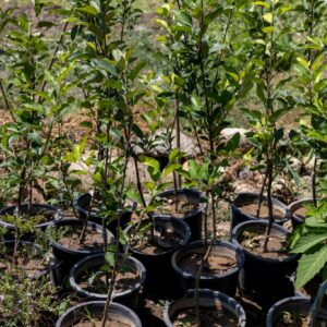 হরিমন ৯৯ আপেল গাছের চারা | hariman 99 apple plant | low chilling apple tree in bangladesh