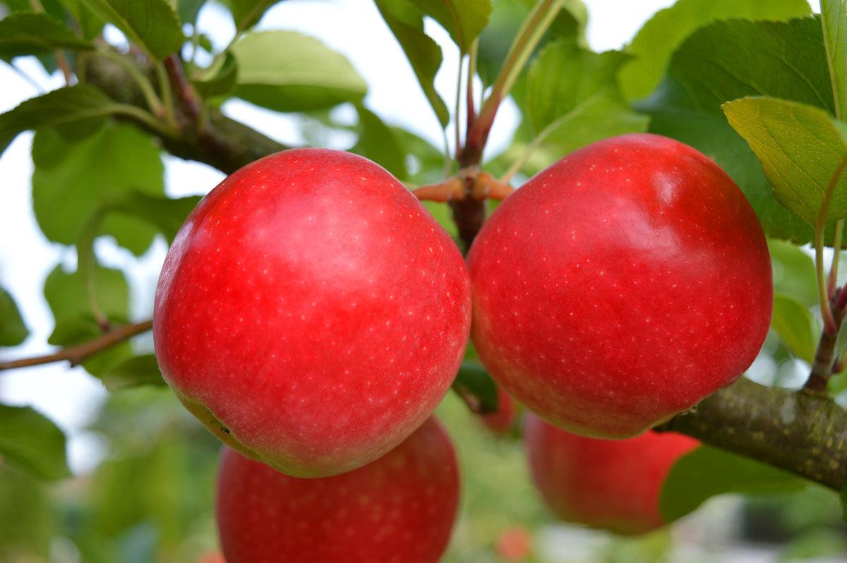 হরিমন ৯৯ আপেল গাছের চারা | hariman 99 apple plant | low chilling apple tree in bangladesh হরিমন ৯৯ আপেল গাছের চারা | hariman 99 apple plant | low chilling apple tree in bangladesh