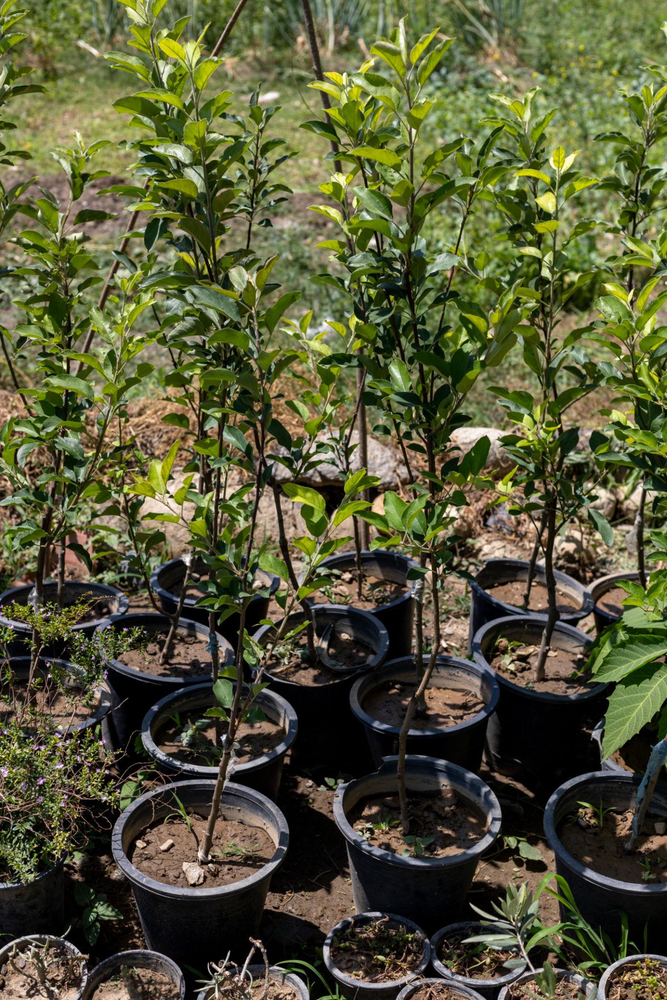 হরিমন ৯৯ আপেল গাছের চারা | hariman 99 apple plant | low chilling apple tree in bangladesh হরিমন ৯৯ আপেল গাছের চারা | hariman 99 apple plant | low chilling apple tree in bangladesh